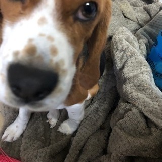 1歳ビーグルの男の子