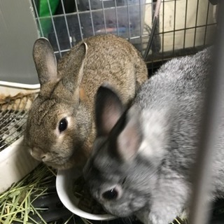 ウサギちゃんメス1匹(2歳)里親募集！残り一匹