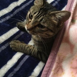 早急に探してます！