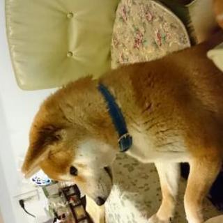 柴犬グループのメンバー募集中！