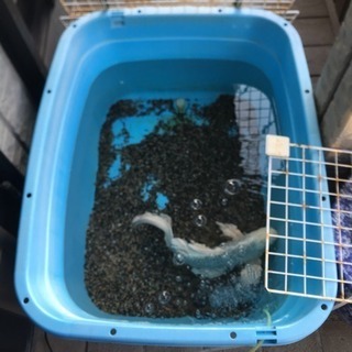 ヒレナガ鯉 里親募集