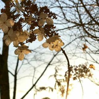 ❀✿再婚・ステップファミリーのかたお話しましょ❀✿
