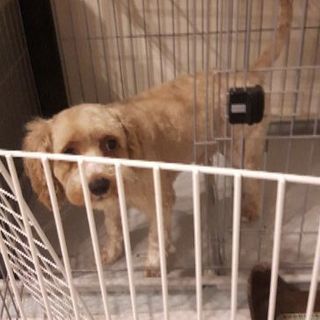 トイプードルとキャバリアのMix犬2才の男の子✨