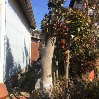 庭木の伐採、剪定 知多半島の便利屋・おそうじ屋　ハートフル【常滑...