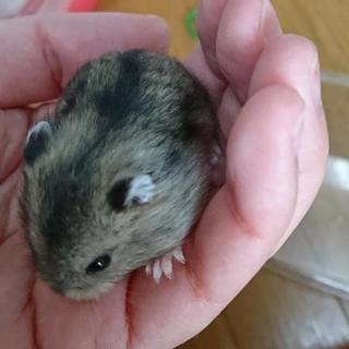 2月生まれハムスターの赤ちゃん   残りノーマル♂一匹となりまし...