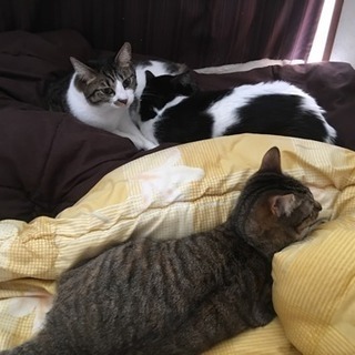 猫3兄弟 2歳(雄、雌、雌)去勢済み