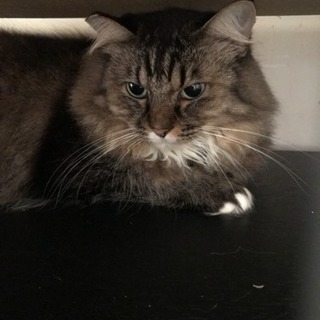 長毛キジ猫の里親募集