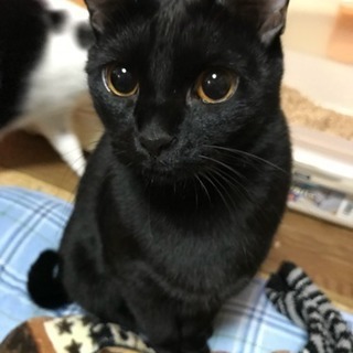 兄弟猫の里親募集