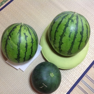 山林を100万で買います
