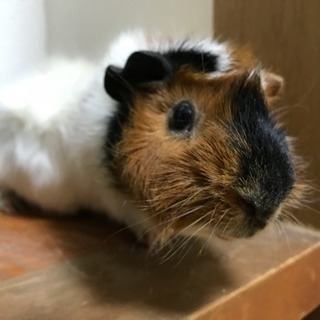 里親募集 モルモット2匹います。