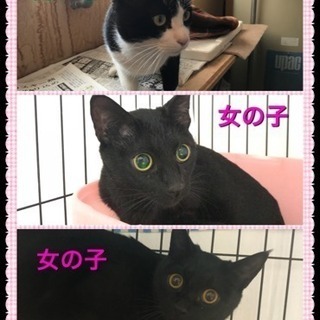 里親さん決定 ハチワレ・黒猫の兄妹です 