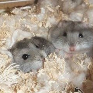 急募 里親募集