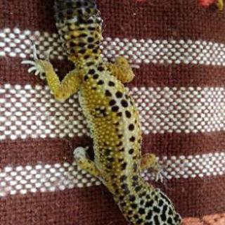 ヒョウモントカゲモドキ　レオパ　ハイイエロー