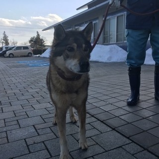迷い犬