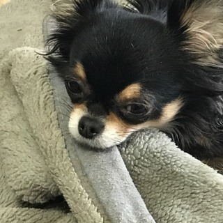 良縁に恵まれました♪ - 犬