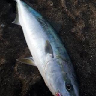 釣り仲間募集 - 南丹市