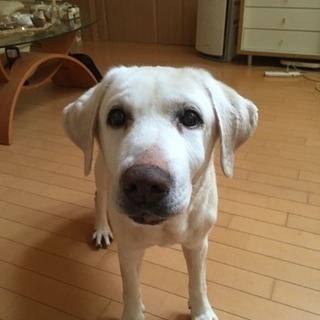 お問い合わせ下さった方ありがとうございました。優しく、大人しいラ...