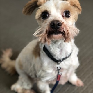 保健所収容の成犬です。