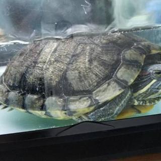 ミドリガメ20才(^-^)