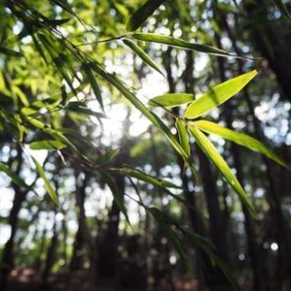 写真を撮りに行きませんか？