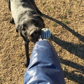 犬のしつけ教室・ようちえんなどの画像