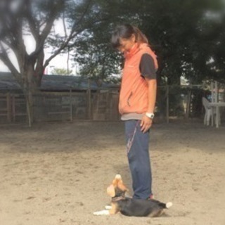 犬のしつけ教室・ようちえんなどの画像