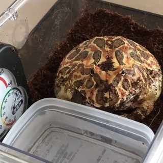 クランウェル・ツノガエル