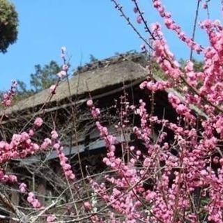 石山寺に梅撮りに行きましょう♪