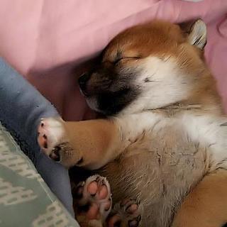柴犬の赤ちゃん(生後2ヶ月)