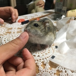 残り2匹です。ハムスター