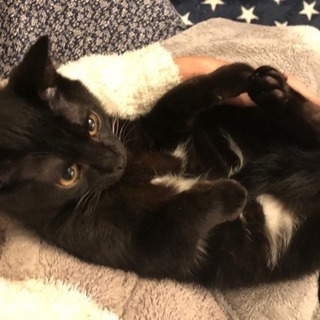 ツキノワグマ柄子猫☆くま太】 (はまねこ☆あずかり) 西横浜の猫