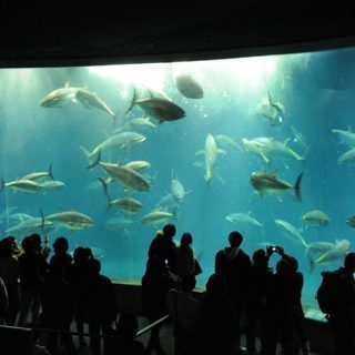 3月21日(水)  キュートなペンギン達に会いに行こう！葛西水族...