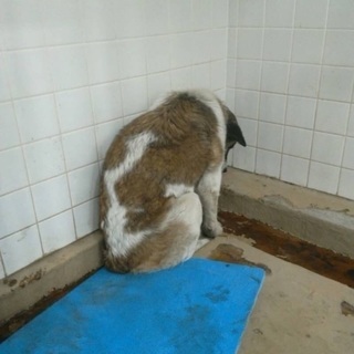 保健所収容！捕獲檻に入った野犬、中型雑種の男の子が助けを待ってい...