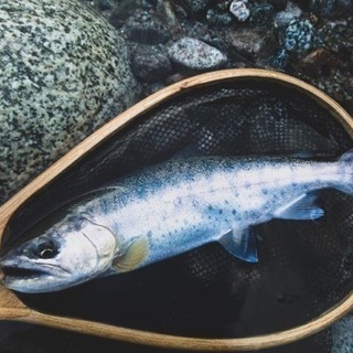 渓流釣り仲間募集 − 東京都