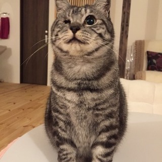 片目のグレートラ♀