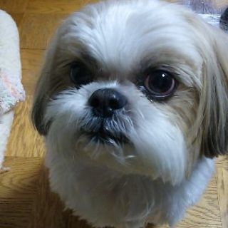 最後まで愛情を注いでくれる方募集です‼