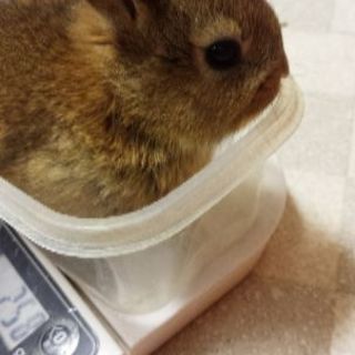 ☆ミニウサギの里親募集します☆