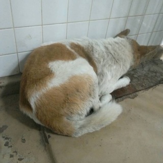 次々と野犬の中型雑種が保健所収容されています！県外の方もお願い致します！助けを待っています - 里親募集