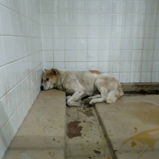 次々と野犬の中型雑種が保健所収容されています！県外の方もお願い致します！助けを待っています - 周南市