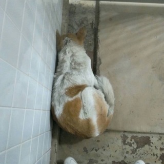 次々と野犬の中型雑種が保健所収容されています！県外の方もお願い致します！助けを待っています − 山口県