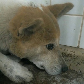 次々と野犬の中型雑種が保健所収容されています！県外の方もお願い致します！助けを待っています - 犬