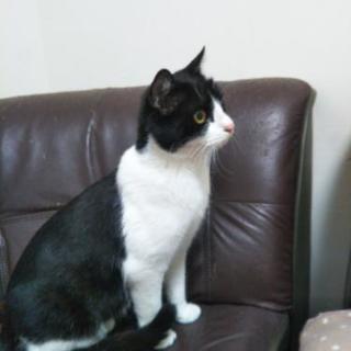 人懐っこい野良猫ちゃんです