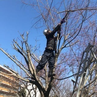 高木剪定 高木伐採致します【所沢市 入間市 狭山市 川越市 さいたま市 東村山市 - その他