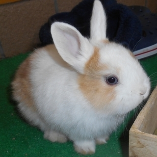 うさぎちゃん、里親募集