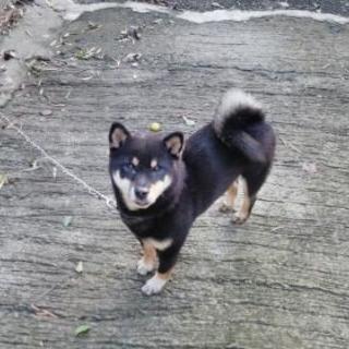優しい里親を探してます。