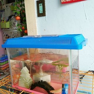 金魚どじょうコリドラス水槽一式まとめて