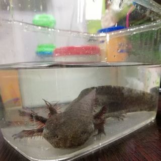 ウーパールーパー黒2匹 − 大阪府