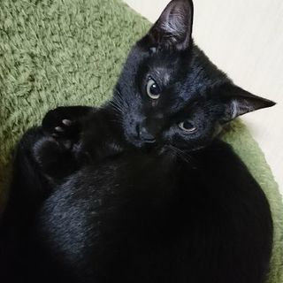 可愛がって下さる方を探しています☆ - 境港市