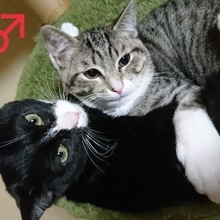 可愛がって下さる方を探しています☆ - 猫