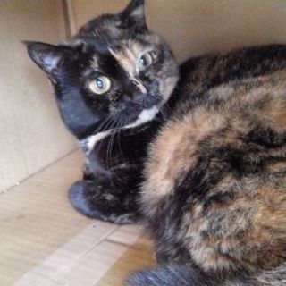 相棒猫と里子に出ました😆さびめめさん5才